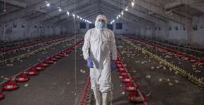 Cientistas dão recomendações para o mundo evitar nova pandemia