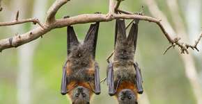 Foto: (CraigRJD/iStock)