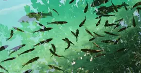 Desmatamento reduz tamanho de peixes na região amazônica