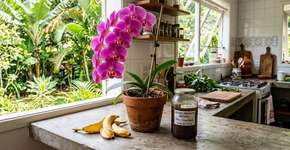 Suas orquídeas vão florir como nunca se você usar esse ingrediente culinário na rega uma vez por mês