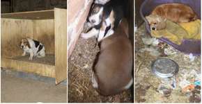 Ativistas visitam ‘fábrica de filhotes’ e denunciam péssimas condições do local