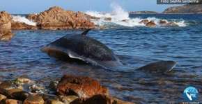 Baleia é achada morta com feto e 22 kg de plástico no estômago