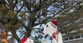 Foto: (Imagem sem texto alternativo disponivel ID [2241010])