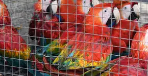 Pesquisa expõe problemas de animais silvestres mantidos como pets