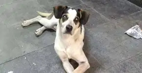 ‘Quero justiça’, diz autora de petição por cão morto no Carrefour