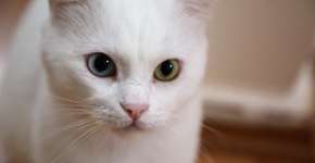 Suzano passa a oferecer atendimento veterinário gratuito