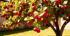 A árvore queridinha do quintal brasileiro que dá fruta o ano inteiro, sombra e até suas folhas viram chá