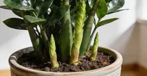 Foto: (Imagem sem texto alternativo disponivel ID [2684887])