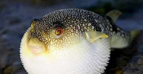 Essa criatura pequena pode ser mais letal do que você imagina