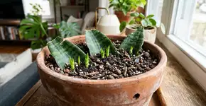 Qual o propósito de enterrar um pedaço de espada-de-são-jorge ou uma folha de sansevieria, e por que recomendam fazê-lo?