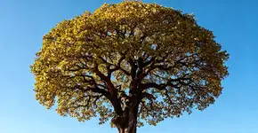 Poucas pessoas sabem, mas a árvore mais resistente e robusta do mundo cresce nesta região