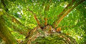 Foto: (Imagem sem texto alternativo disponivel ID [1841612])