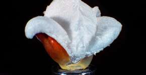 Foto: (Imagem sem texto alternativo disponivel ID [1837366])