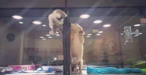 Gatinho pula vitrine de pet shop para brincar com filhote de cão