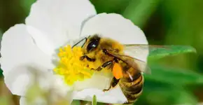 Abelhas são os primeiros insetos a entender o conceito de zero