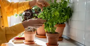 Por que todo mundo está colocando manjericão na cozinha?