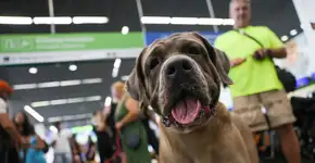 Companhias aéreas podem negar embarque de animais de suporte emocional