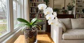 Foto: (Imagem sem texto alternativo disponivel ID [2786594])