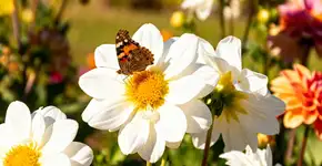 Foto: (Imagem sem texto alternativo disponivel ID [2672444])