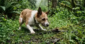 Uma viagem com o cachorro pode se tornar um risco de vida: aqui estão as dicas dos veterinários para evitar infecções