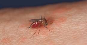 Febre do oropouche: Ministério da Saúde emite alerta sobre riscos para grávidas