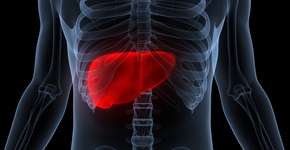 Planta brasileira é capaz de reduzir gordura no fígado, aponta estudo