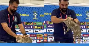 Qual a forma certa de segurar um gato?