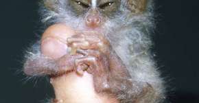 Foto: (Imagem sem texto alternativo disponivel ID [333288])