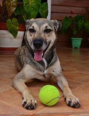 Os cães que irão trabalhar como gandulas