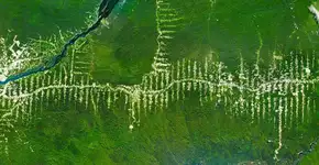 ONGs lançam manifesto em combate ao desmatamento no Brasil