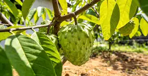 Foto: (Imagem sem texto alternativo disponivel ID [2711397])