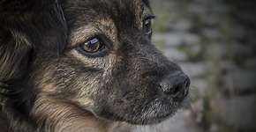 Adoção de animais dá desconto no IPTU em Ponta Grossa