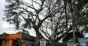 Você conhece a árvore mais antiga de São Paulo?