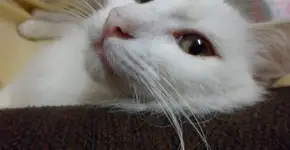 Móveis e objetos de decoração para entreter os gatos