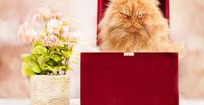 Foto: (Imagem sem texto alternativo disponivel ID [722310])