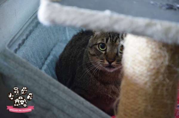 divulgação/Esperança pra Cachorro