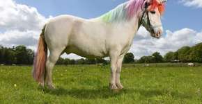 Evento fantasia cavalos para transformá-los em unicórnios