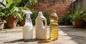 Foto: (Imagem sem texto alternativo disponivel ID [2677156])