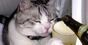 Foto: (Imagem sem texto alternativo disponivel ID [1124153])