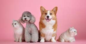 Você fala, eles escutam? Ciência tenta desvendar se cães e gatos entendem os humanos