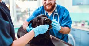 Dia Mundial da Saúde Bucal: especialista dá dicas para evitar doenças nos pets 