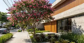A árvore que virou moda no jardim porque além das flores não sujarem nada, aguenta o sol forte e não racha a calçada