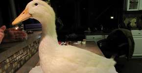 Prótese feita em impressora 3D salva pato deficiente