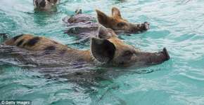 Foto: (© Getty Images)