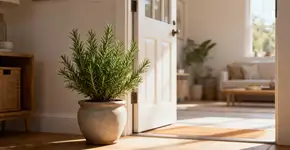 Como usar o alecrim esse fim de ano pra atrair dinheiro e boa energias pra 2026, segundo o Feng Shui