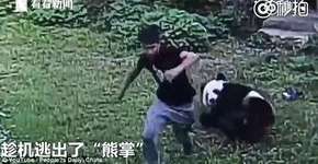 VÍDEO: Turista luta com panda em zoológico
