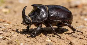 Foto: (Imagem sem texto alternativo disponivel ID [2698291])