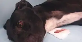 Galgos são maltratados e explorados para doar sangue