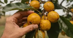 Foto: (Imagem sem texto alternativo disponivel ID [2710637])