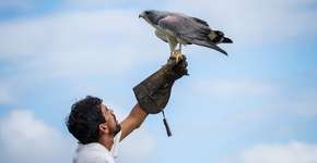 Parque dos Falcões, o santuário das aves de rapina em Sergipe